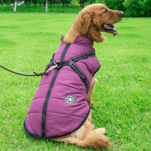 Manteau pour chien réchauffant et imperméable avec harnais intégré