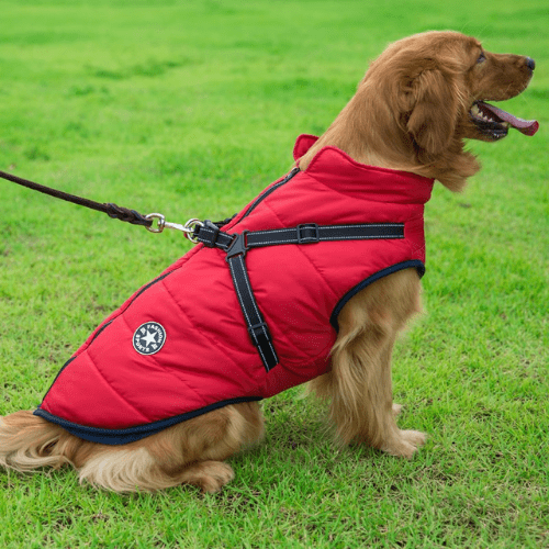 Manteau pour chien réchauffant et imperméable avec harnais intégré