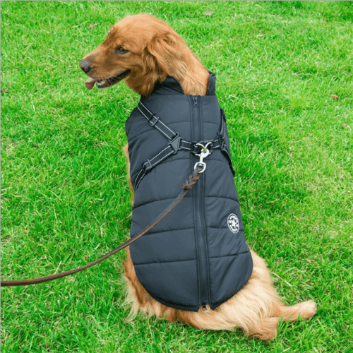 Manteau pour chien réchauffant et imperméable avec harnais intégré