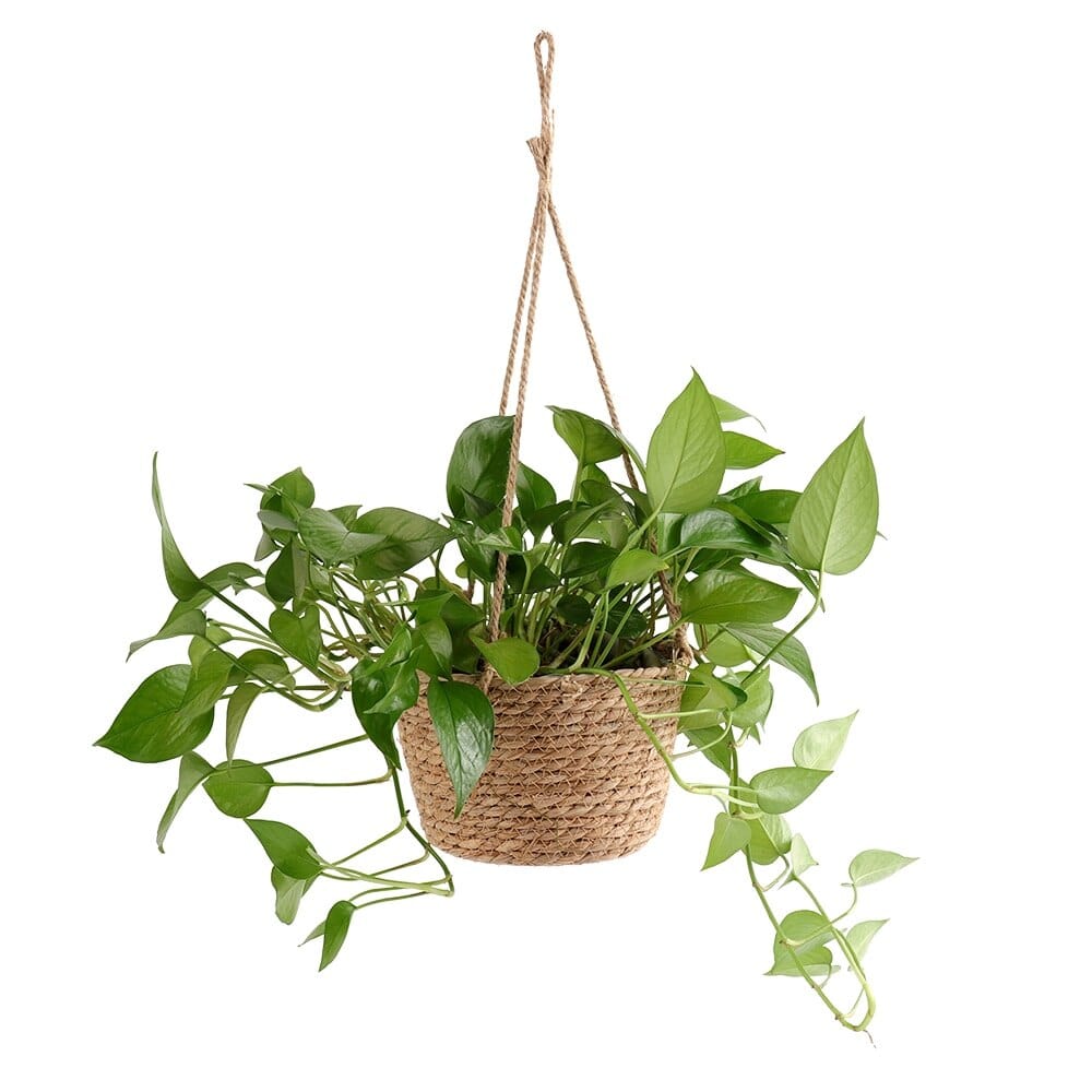 Pot de fleur en bois suspendu